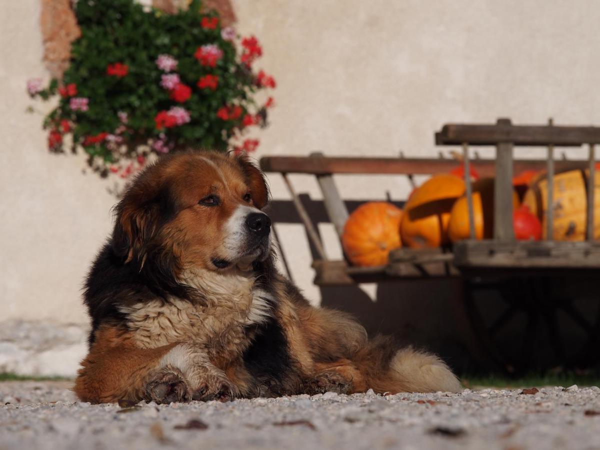Tourist Farm Senkova Domacija Villa Zgornje Jezersko Buitenkant foto