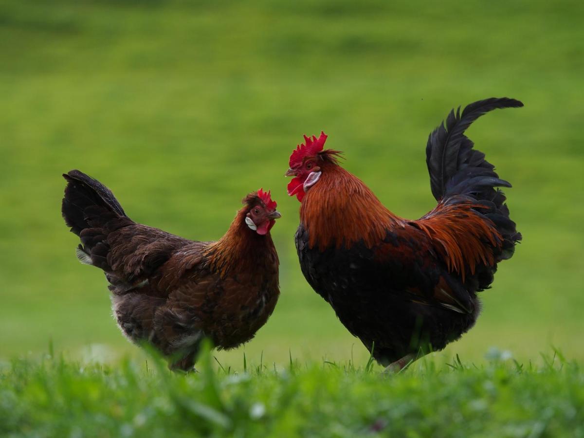 Tourist Farm Senkova Domacija Villa Zgornje Jezersko Buitenkant foto