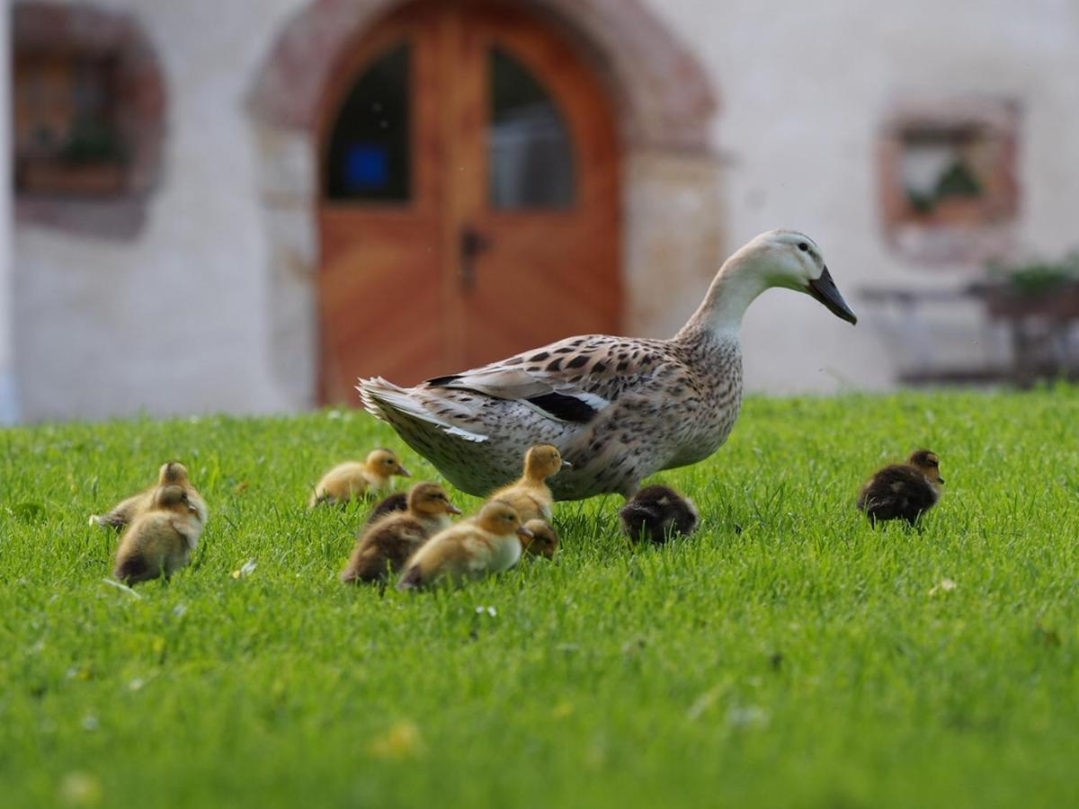 Tourist Farm Senkova Domacija Villa Zgornje Jezersko Buitenkant foto